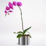 Phalaenopsis Purple Plant