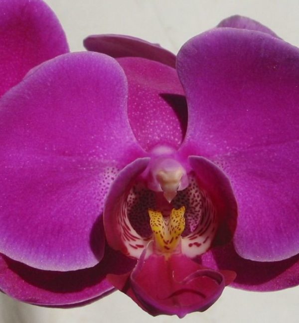 Phalaenopsis Purple Plant