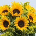 bunch-of-sunflowers-25_02