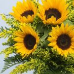 bunch-of-sunflowers-25_04