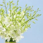 captivating-white-orchids-25_03