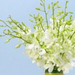 captivating-white-orchids-25_04