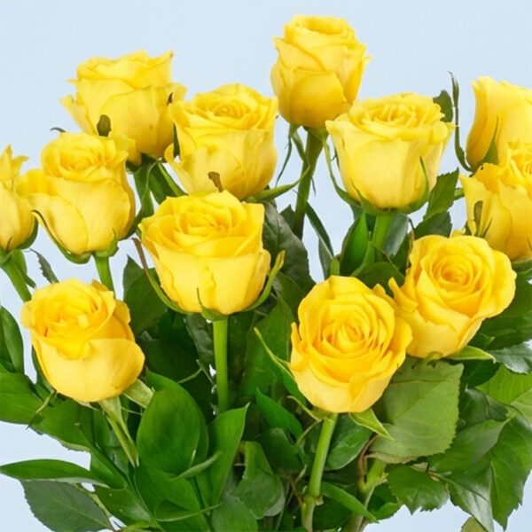 classic-dozen-yellow-roses-25_02