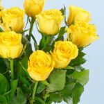 classic-dozen-yellow-roses-25_03