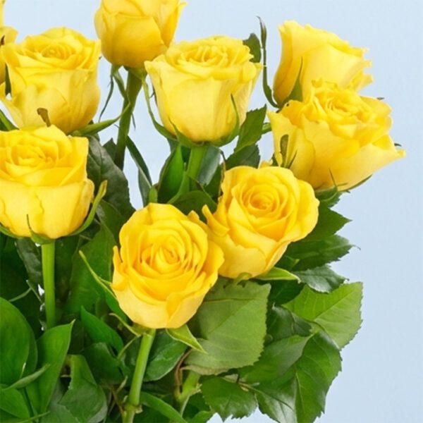 classic-dozen-yellow-roses-25_03