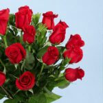 delicate-red-roses-2026_03