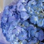 graceful_hudrangea_bouquet_1_