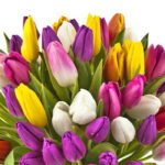 multicolor_tulips_2_