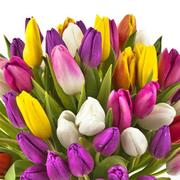 fresh cut Tulips Online