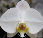 phalaenopsis_2