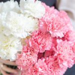 20 White Carnations and 20 Pink Carnations