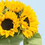 sunflower-bunch-25_02