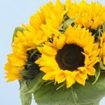 sunflower-bunch-25_03
