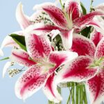 sweet-smelling-25_03