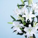 wonderful-lilies-2026_02