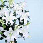 wonderful-lilies-2026_03