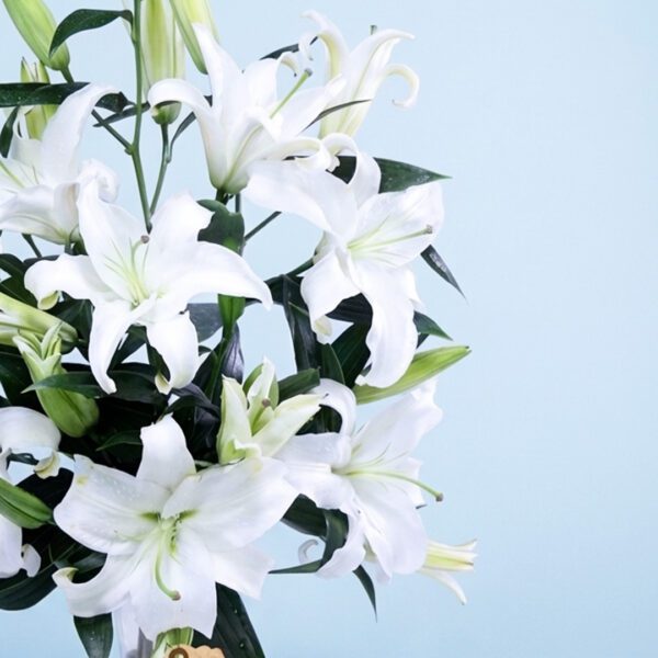 wonderful-lilies-2026_03