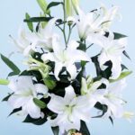 wonderful-lilies-2026_04