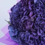 Compassionate-Hydrangea-3