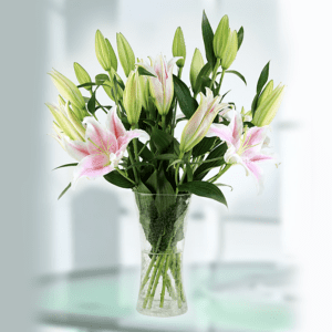 Lily Flowers Online