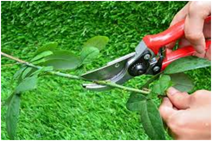 trimming the stems