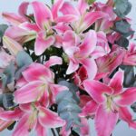 05 - Elegant Pink Lilies