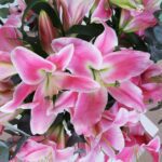 06 - Elegant Pink Lilies