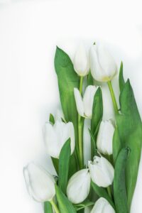 A bouquet of white tulips is arranged on a white background. The tulips have long, green stems and delicate white petals. The flowers are arranged in a cluster, with some of the stems overlapping. The image is taken from a top-down perspective, highlighting the beauty of the flowers.