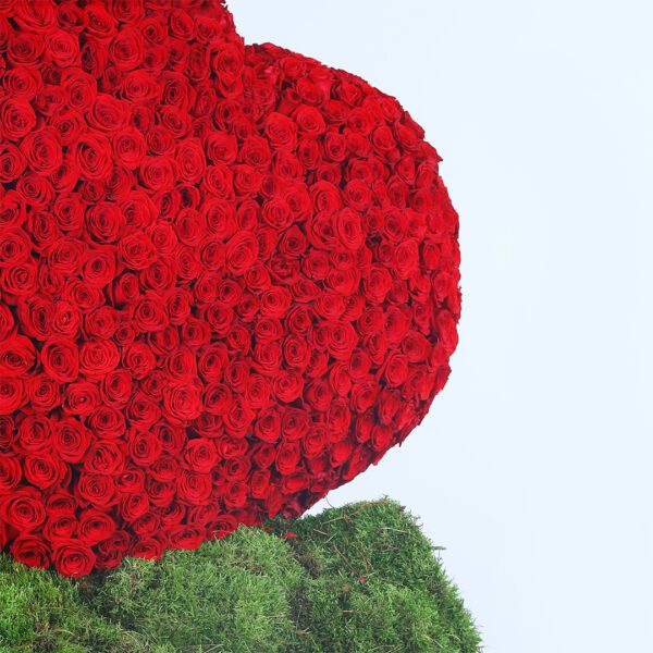 A large floral arrangement of 700 red roses in heart shape with a bow and greenery in round box tied with a white ribbon.