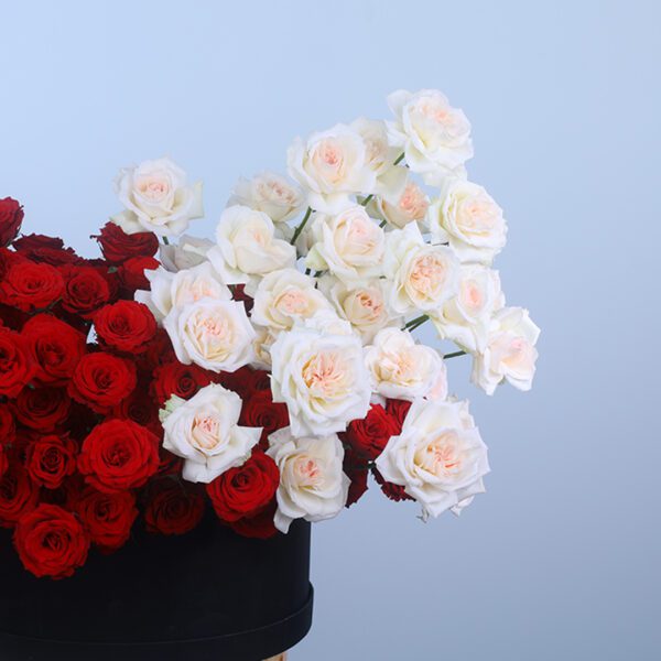 Red and White Roses in a Round Box for Valentine's Day