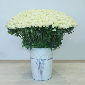 A large arrangement of 500 White Roses for Valentine’s Day wrapped in white tied with a white ribbon.