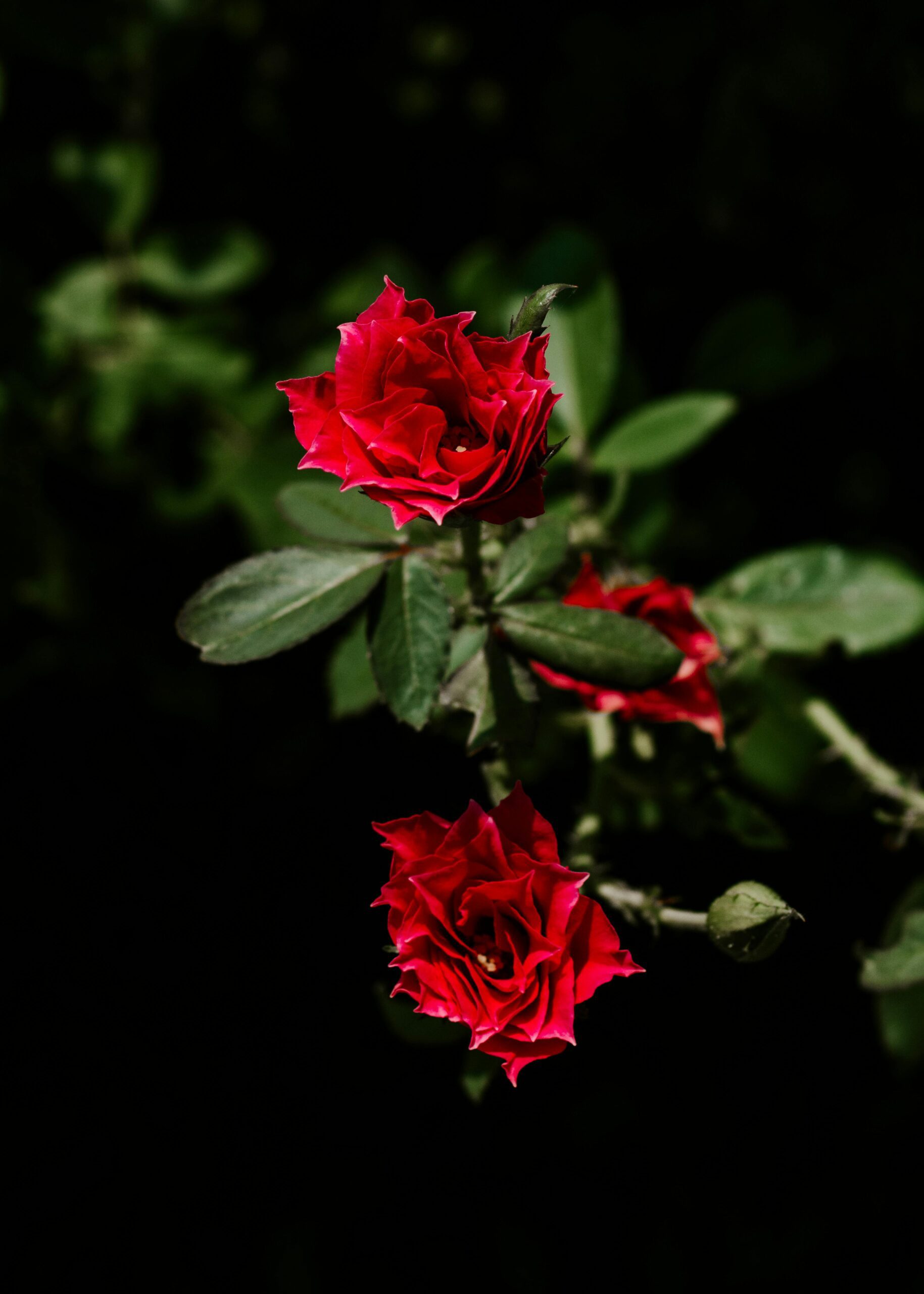 Two dark red roses blooming against a dark background, with green leaves visible.