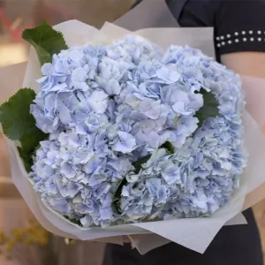 A person is holding a lush bouquet of light blue hydrangea flowers