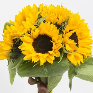 Sunflowers spread the bright, sunny, and positive seeds of happiness, so grab this beautiful sunflower in a vase to have all these vibes.