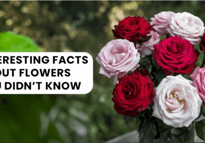 A vibrant collage of unique and exotic flowers showcasing their diversity and beauty, representing surprising and fun flower facts.
