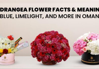 Hydrangea flower facts and meanings with varieties like blue hydrangea and limelight hydrangea