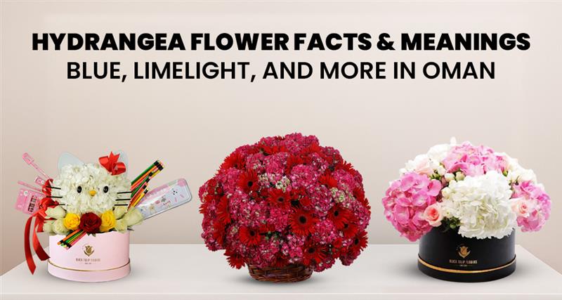 Hydrangea flower facts and meanings with varieties like blue hydrangea and limelight hydrangea