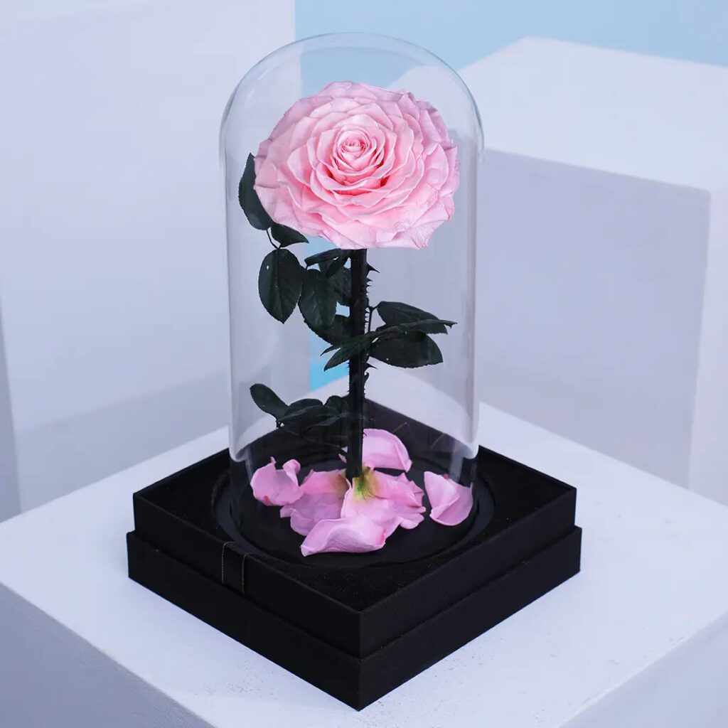 Pink Forever Rose preserved in a glass dome