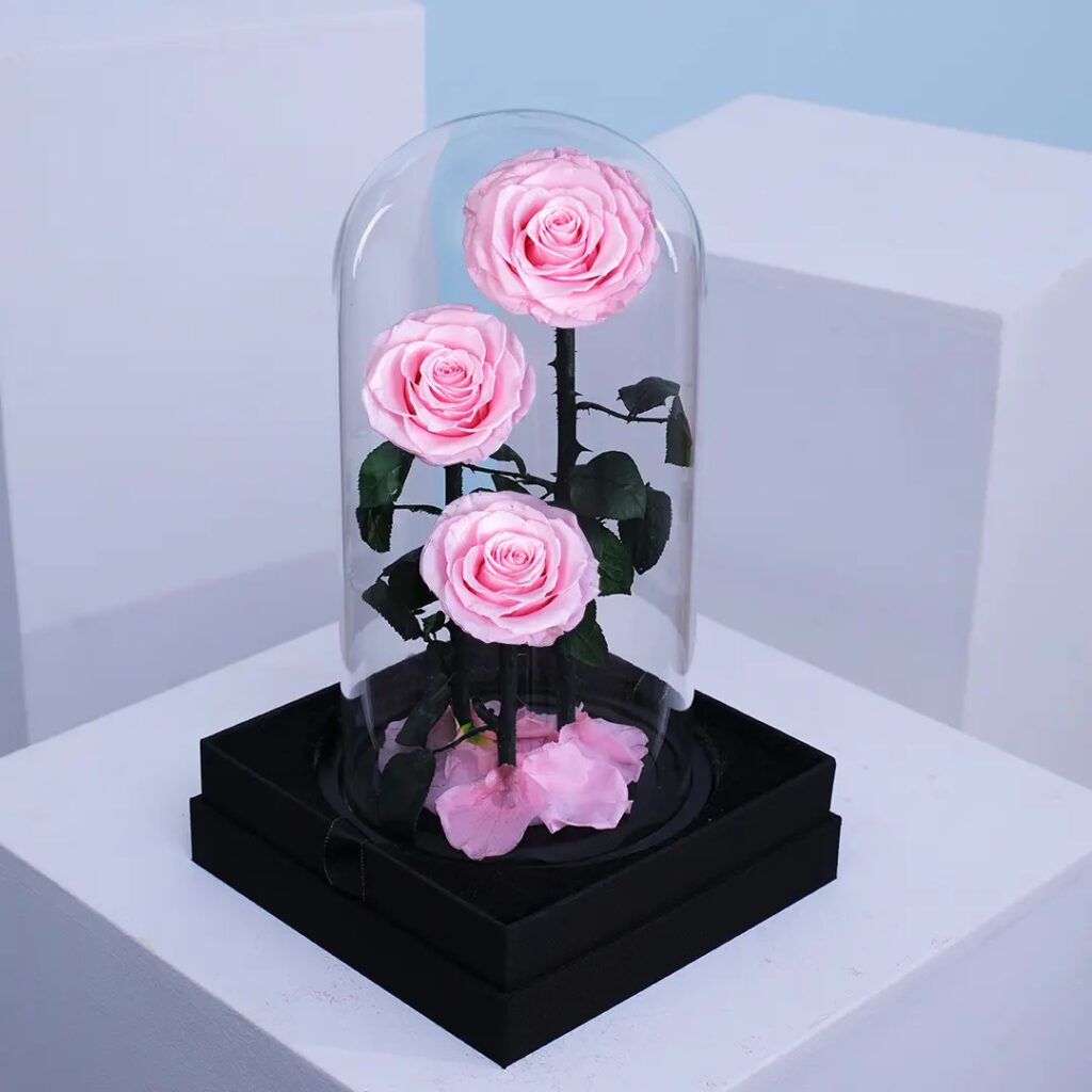 Three light pink preserved roses in a clear dome