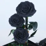 Black Trio Forever Rose (4)