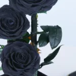 Black Trio Forever Rose (5)