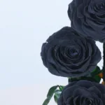 Black Trio Forever Rose (6)