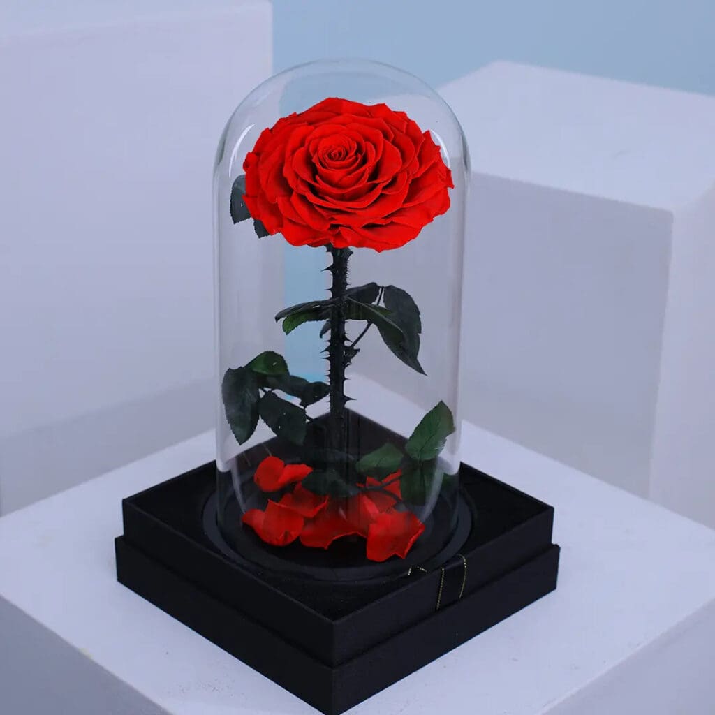 Single red forever rose