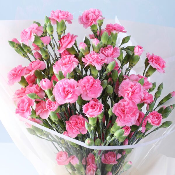 light-pink-carnation-bouquet_03