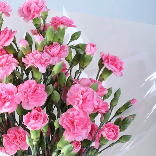 light-pink-carnation-bouquet_04