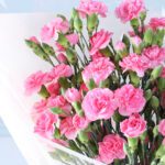light-pink-carnation-bouquet_05