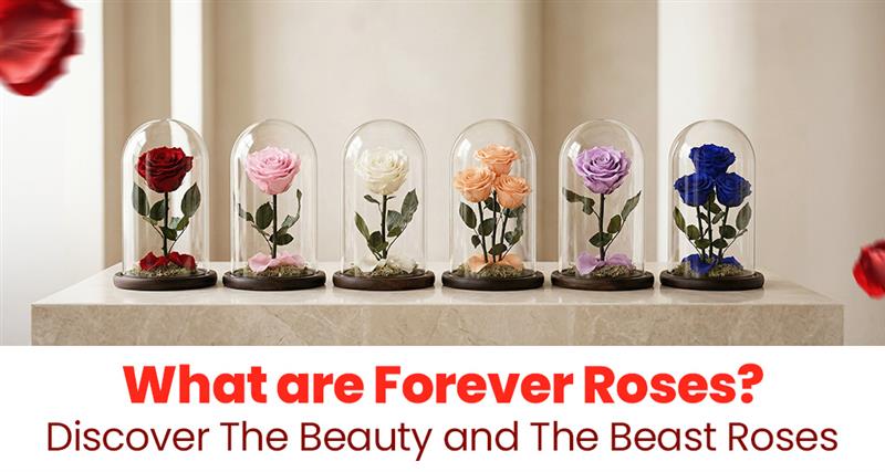 Forever Roses inspired by Beauty and the Beast displayed in an elegant glass dome bannerForever Roses inspired by Beauty and the Beast displayed in an elegant glass dome bannerForever Roses inspired by Beauty and the Beast displayed in an elegant glass dome bannerForever Roses inspired by Beauty and the Beast displayed in an elegant glass dome bannerForever Roses inspired by Beauty and the Beast displayed in an elegant glass dome bannerForever Roses inspired by Beauty and the Beast displayed in an elegant glass dome bannerForever Roses inspired by Beauty and the Beast displayed in an elegant glass dome bannerForever Roses inspired by Beauty and the Beast displayed in an elegant glass dome banner