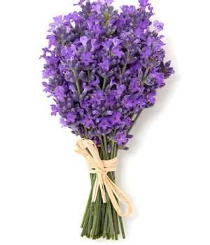 Lavender Flower A small bouquet of vibrant purple lavender flowers is tied together with a light beige raffia ribbon.