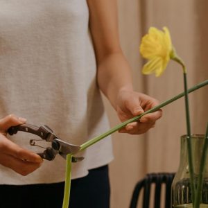 Recut and Rearrange Every Few Days a person with fair skin, wearing a light-colored sleeveless top, using pruning shears to trim the stem of a yellow daffodil.