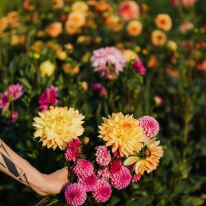 Dahlias Flowers a hand holding a bouquet of vibrant dahlias in a field filled with more dahlias in various colors.